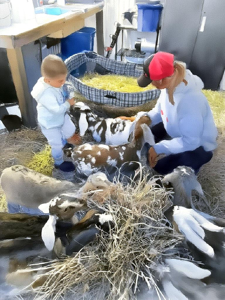 All Business — a neighbouring farmer's son feeding baby goats in the nursery